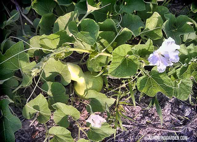 Growing Birdhouse Gourds