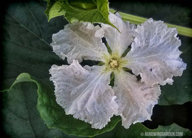 Flowering Gourds