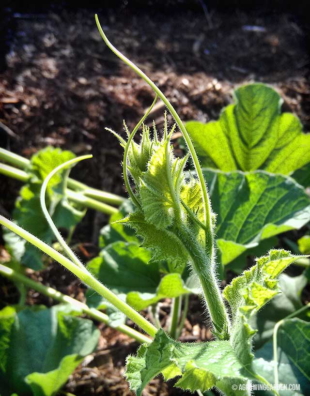 Growing Gourds