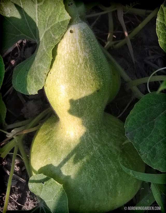 Growing Bird House Gourds