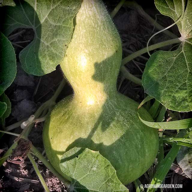 Growing Gourds