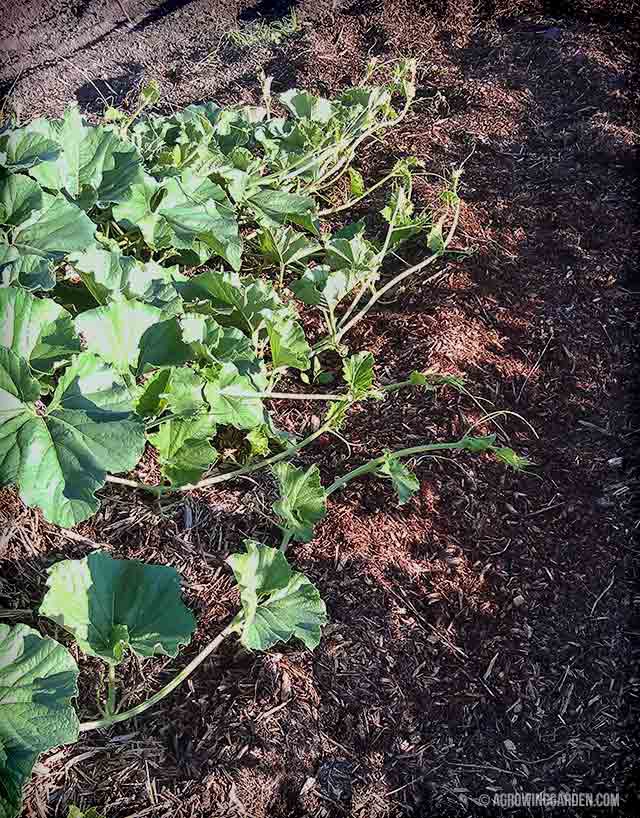 Growing Gourds in Virginia