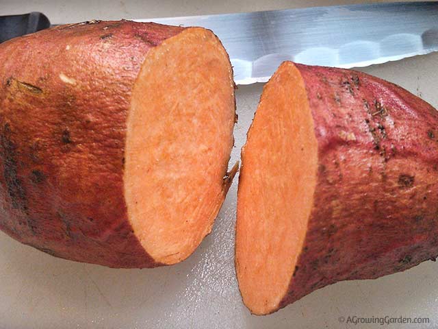 How to Grow Sweet Potato Slips