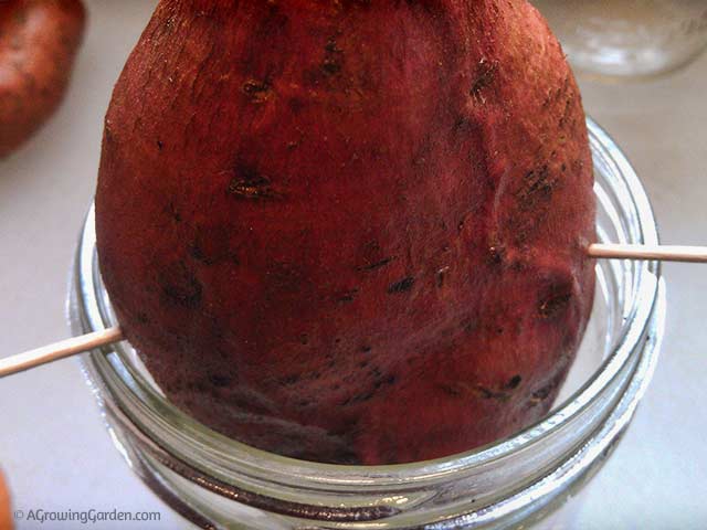 How to Grow Sweet Potato Slips