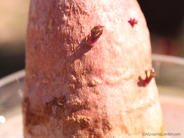 How to Grow Sweet Potato Slips