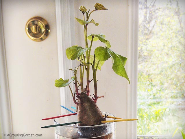 How to Grow Sweet Potato Slips