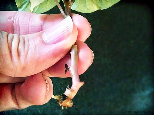 How to Grow Sweet Potato Slips