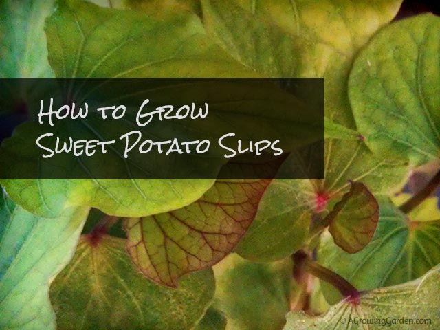 How to Grow Sweet Potato Slips