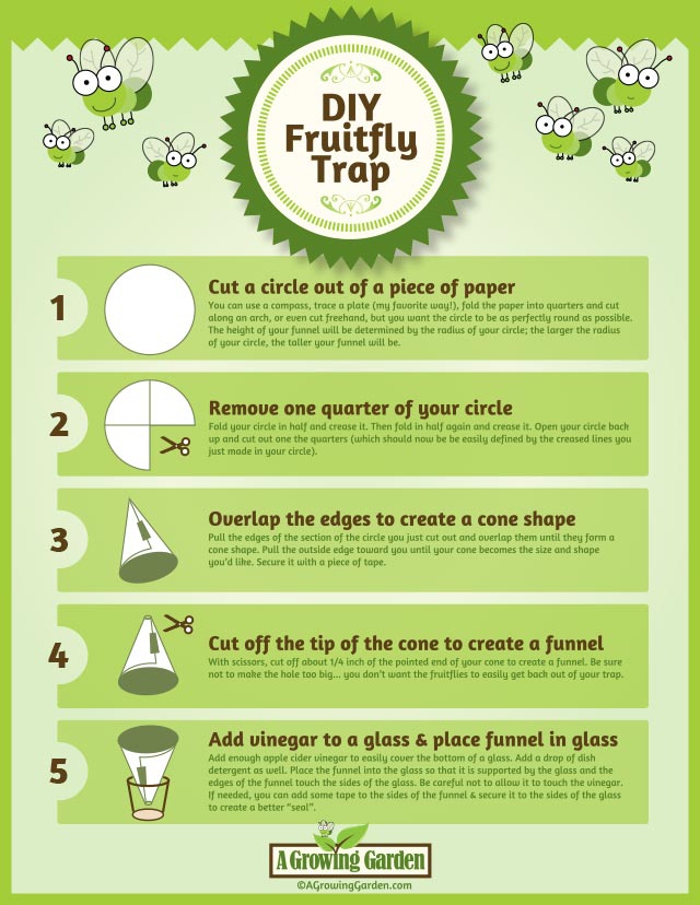 DIY Fruitfly Trap Instructions