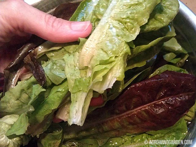 How to Wash Lettuce