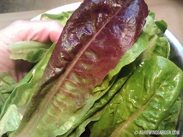How to Wash Lettuce From Your Garden