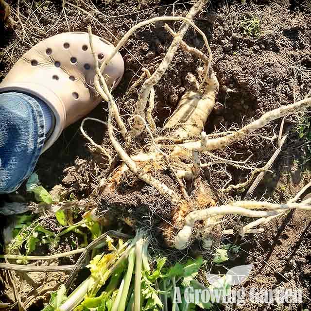 Huge Parsnip in Garden