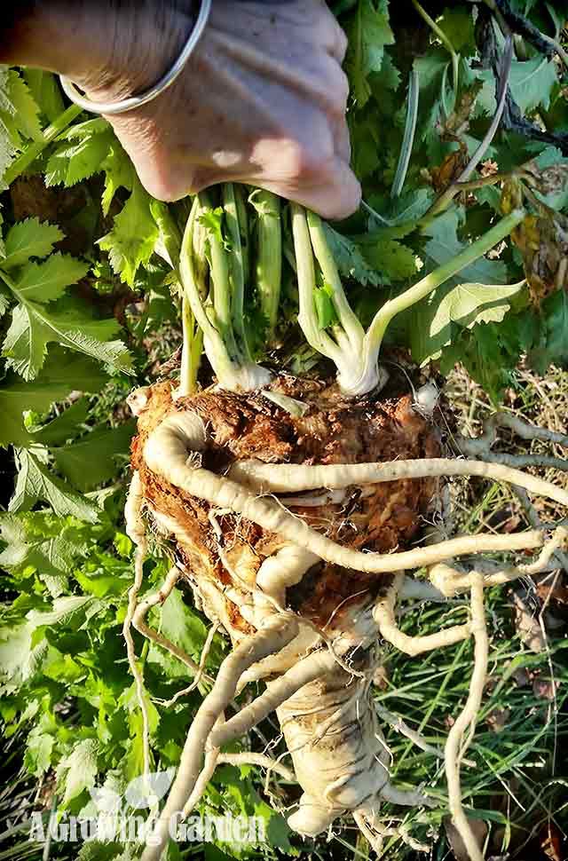 Growing Big Parsnips