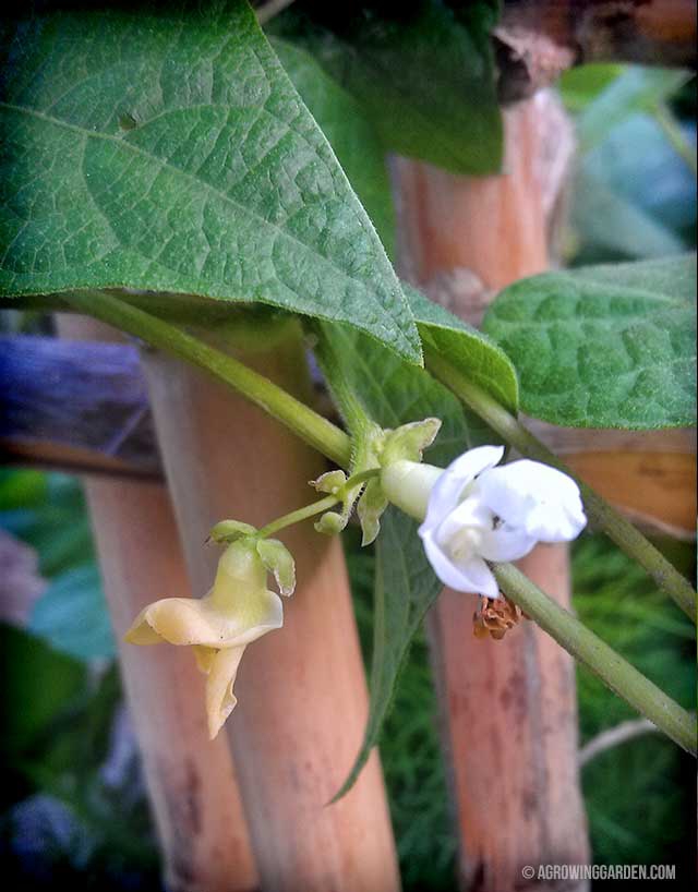 Kentucky Wonder Pole Bean Flower