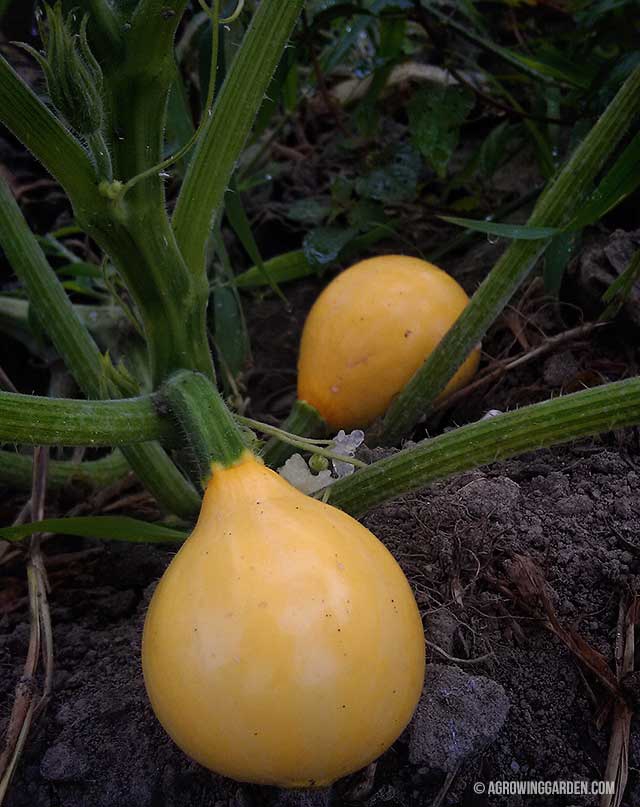 Lemon Squash