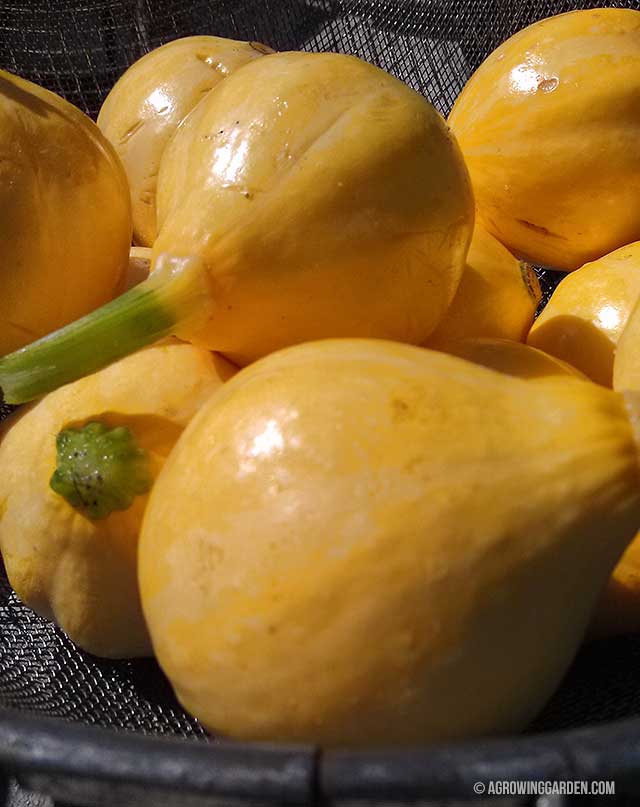 What Are Lemon Squash, and How Are They Used?