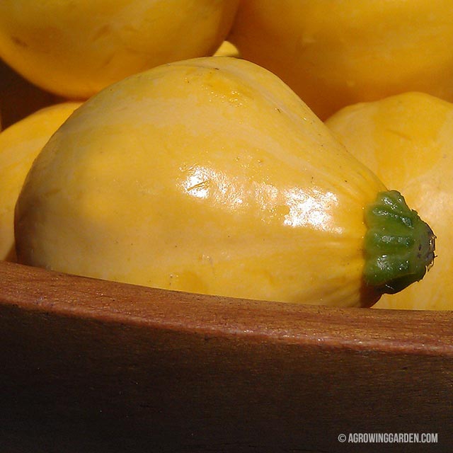 Lemon Squash