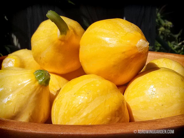 Lemon Squash