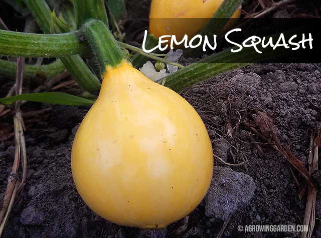 Lemon Squash