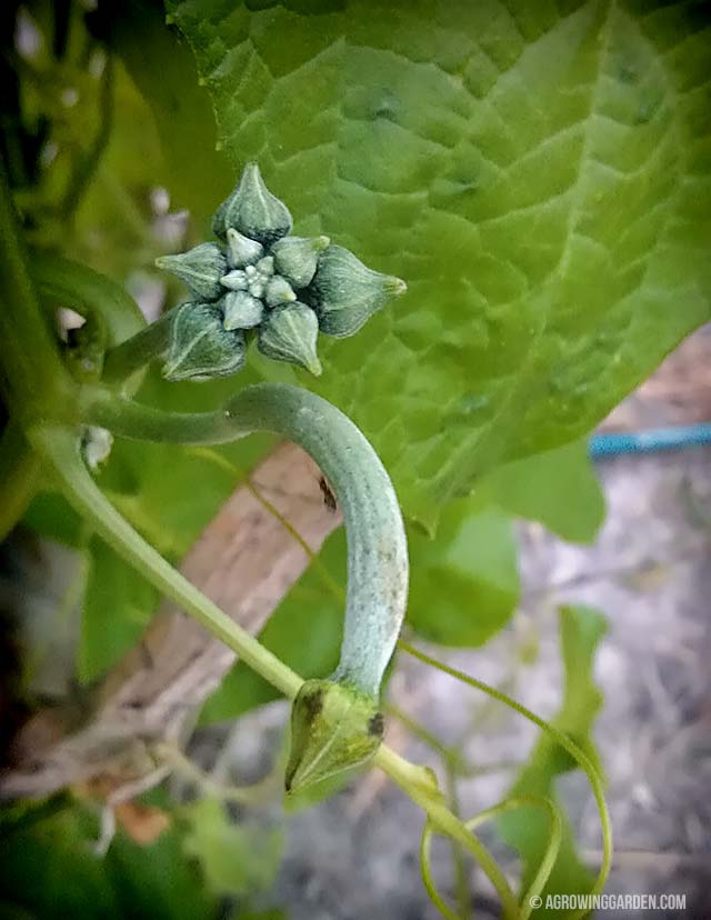 Luffa Gourd Growing on a Vine