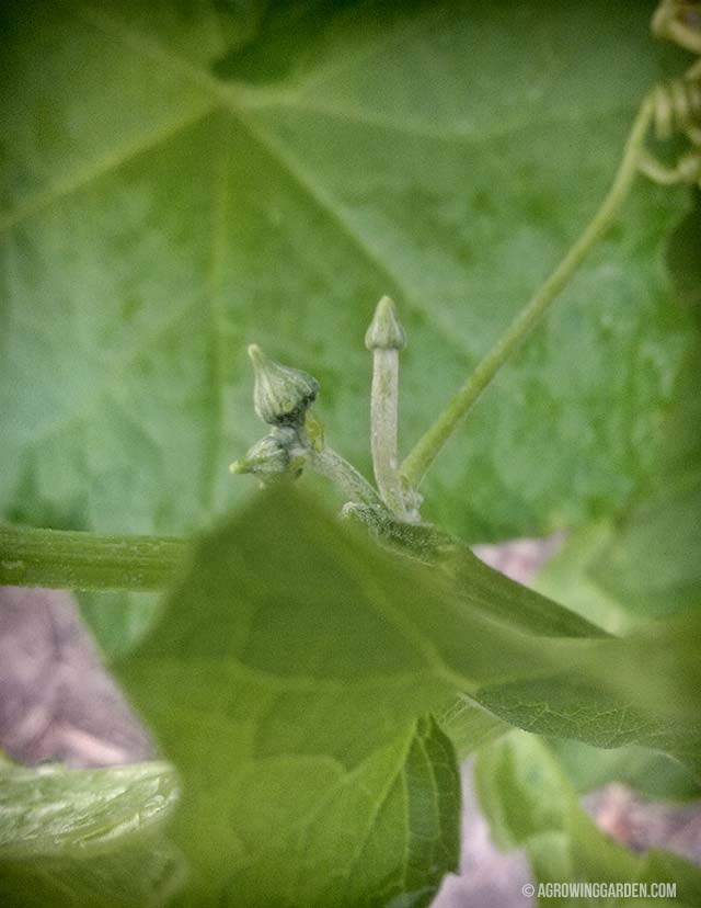 Luffa Gourd Female Flowers