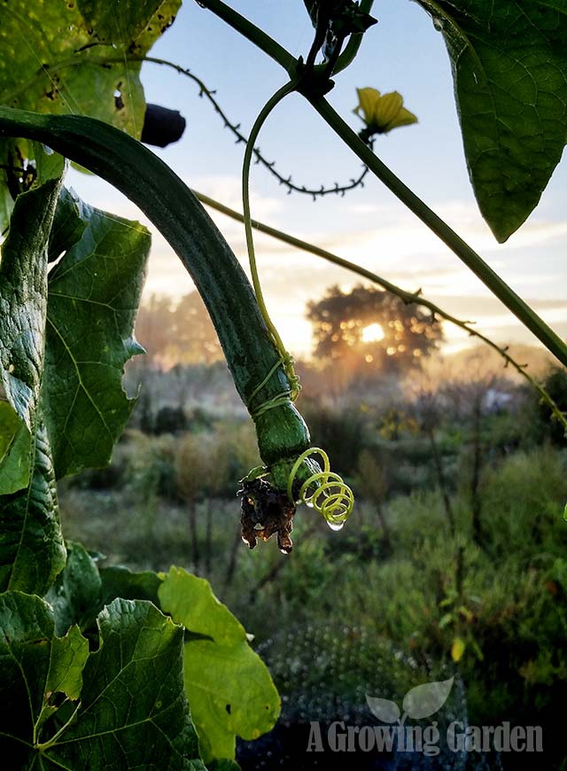 Luffa Gourd Plant