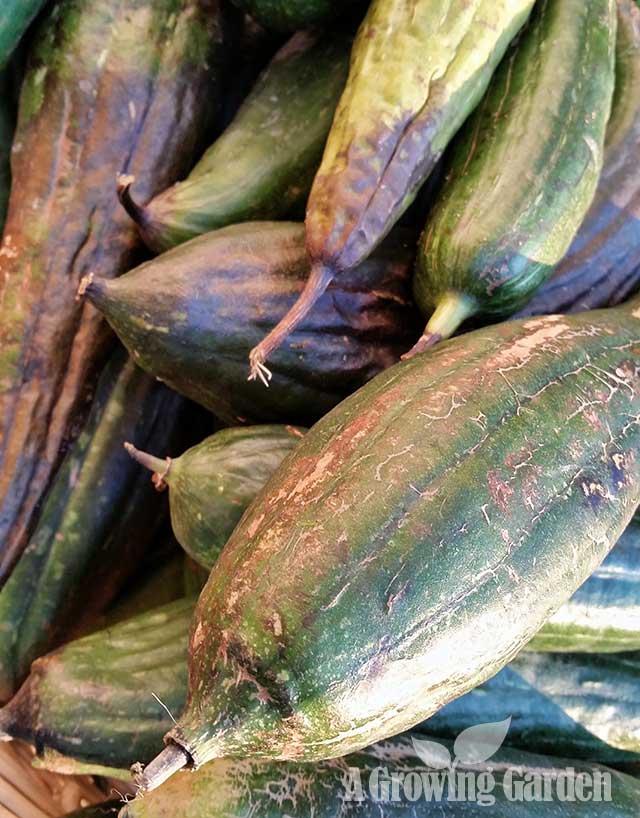 Luffa Gourds