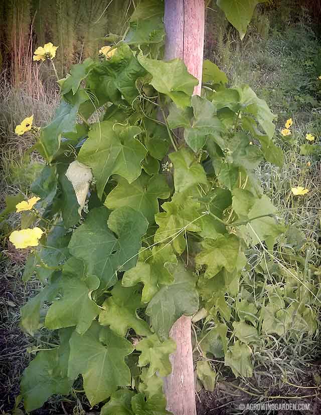 Luffa Gourd Vine Growing Up a Tree