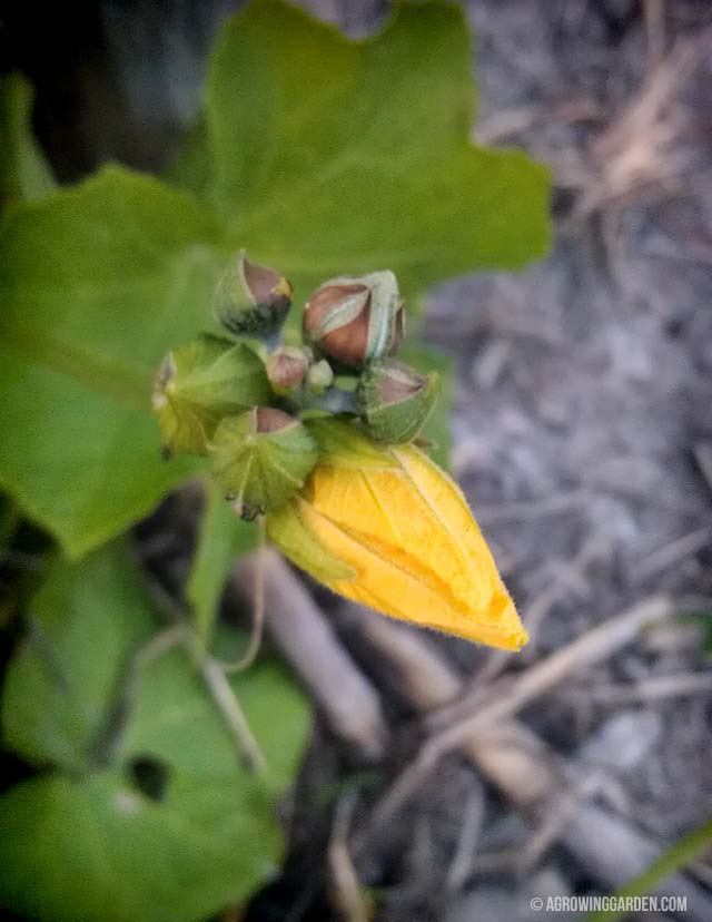 Luffa Male Flowers