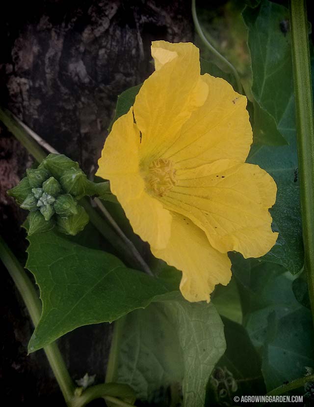 Growing Luffa Gourds - Luffa Flowers