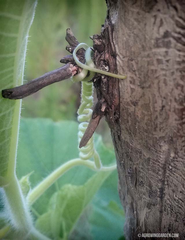 Luffa Gourd Tendrils