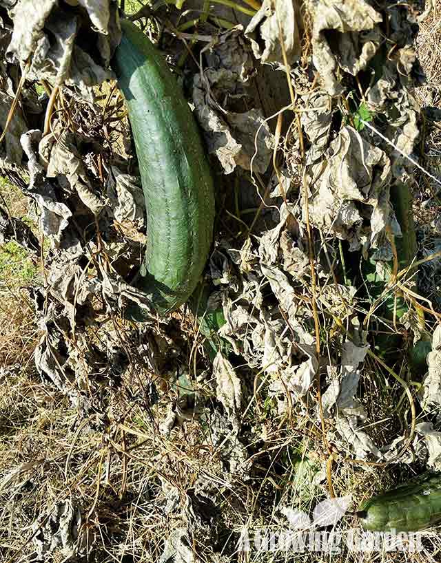 Luffa Vine After Frost