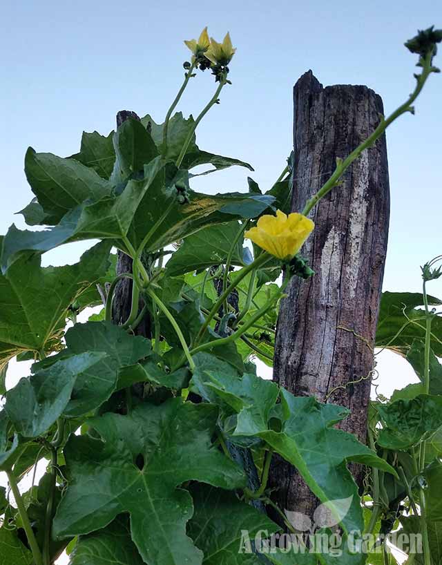 Luffa Gourd Vine