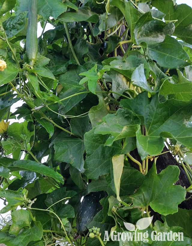 Luffa Plant Growing