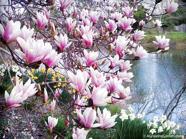 Japanese Magnolia