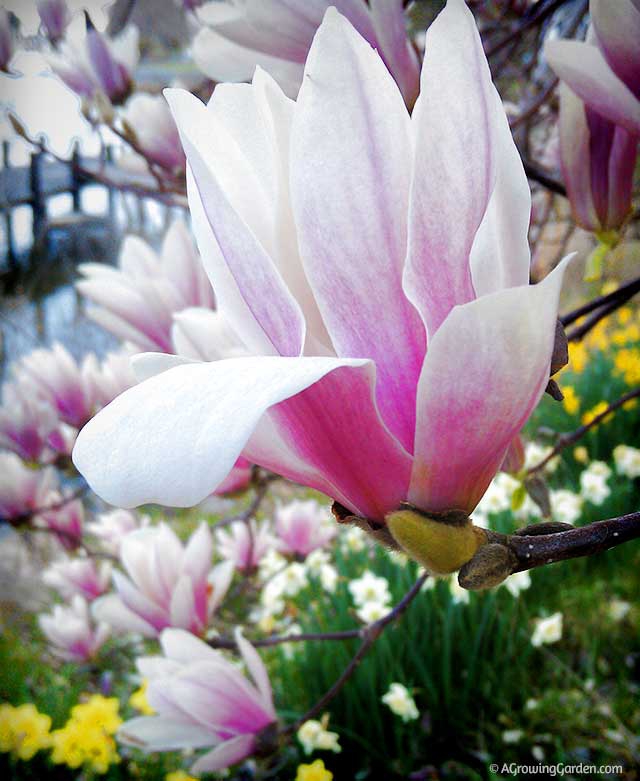 Magnolia flowers