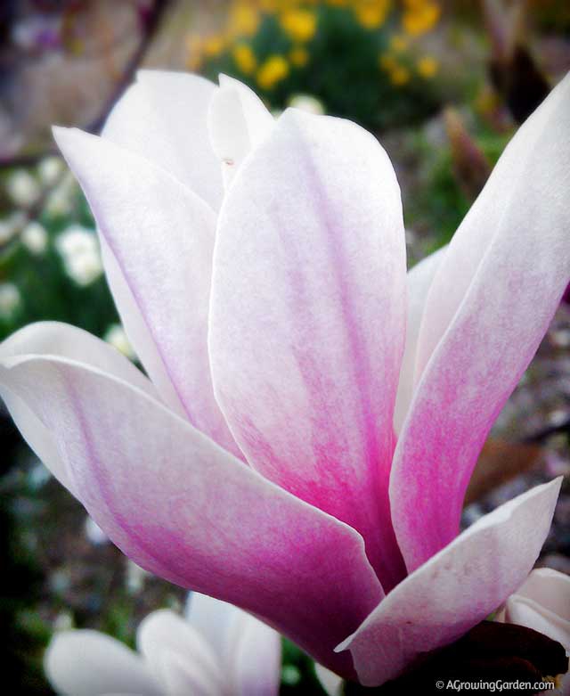 Magnolia Tree Flowering