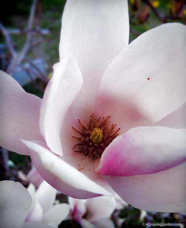 Japanese Magnolia Tree Flowering