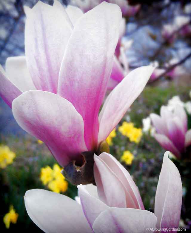 Magnolia Flowers