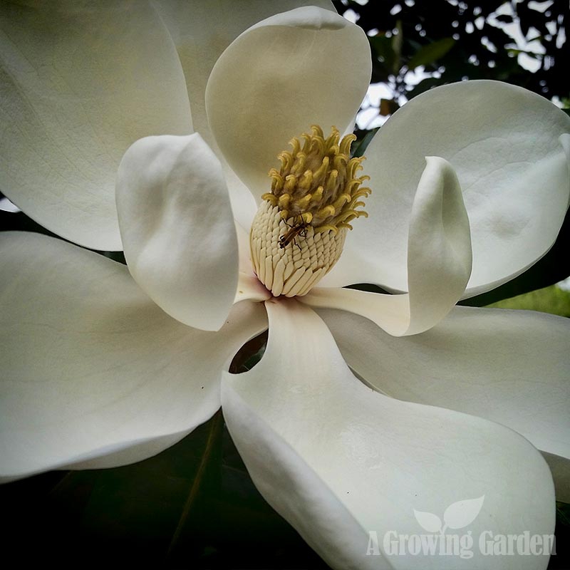 Southern Magnolia Flower