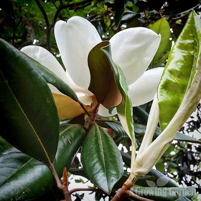 Magnolia Grandiflora