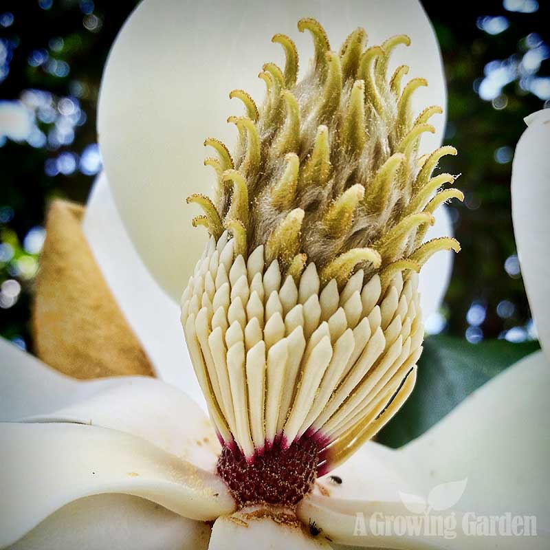 Magnolia Grandiflora