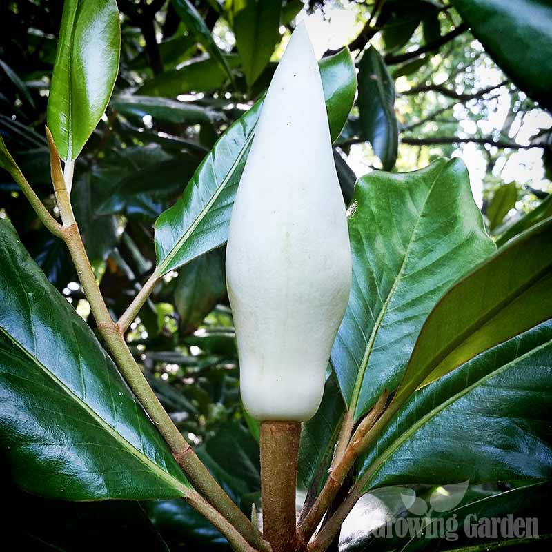 Magnolia Grandiflora