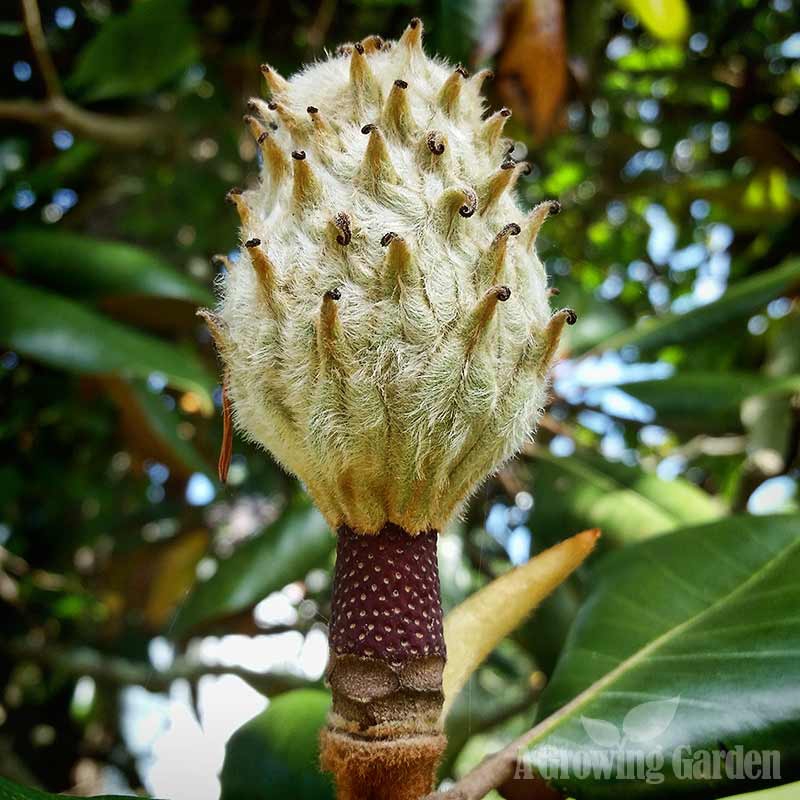 Magnolia Grandiflora