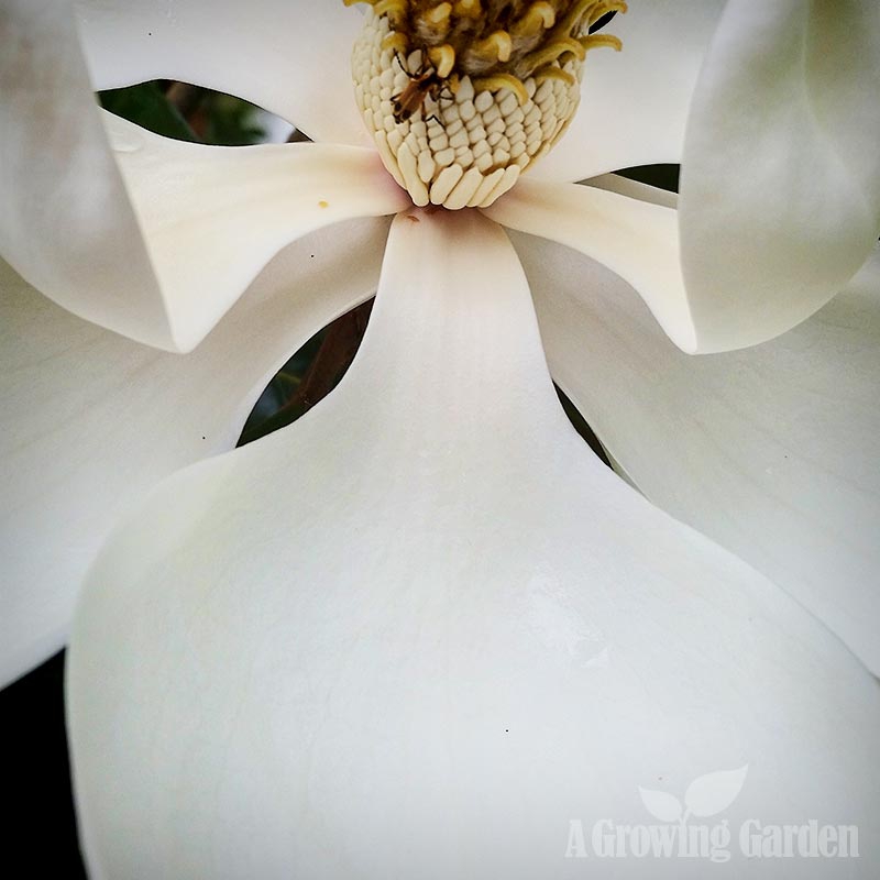 Magnolia Grandiflora