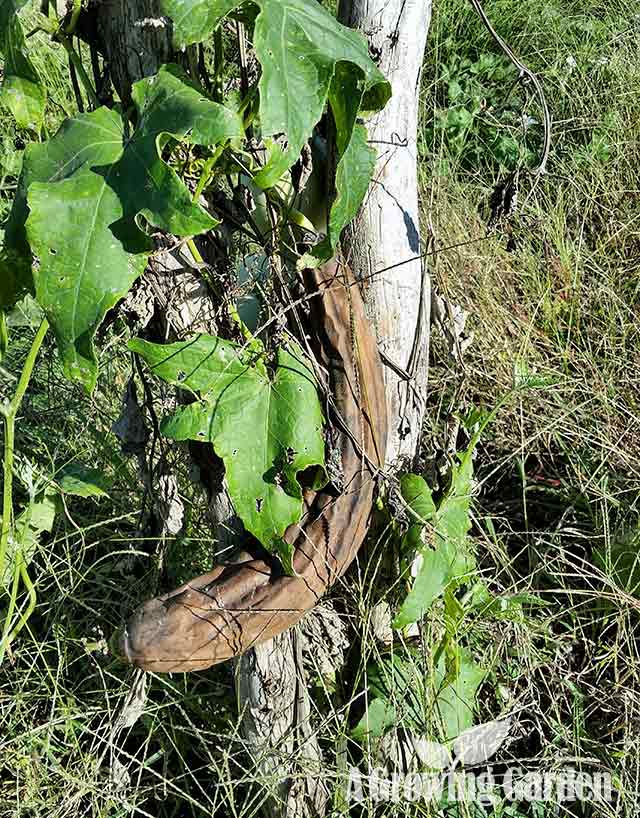 Mature Luffa on Vine - Ready to Harvest