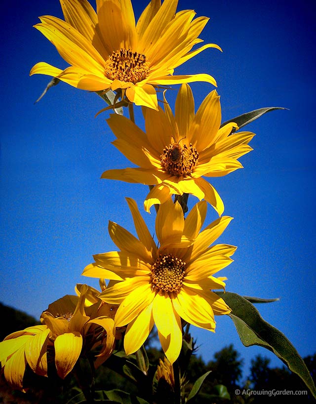 Helianthus maximiliani