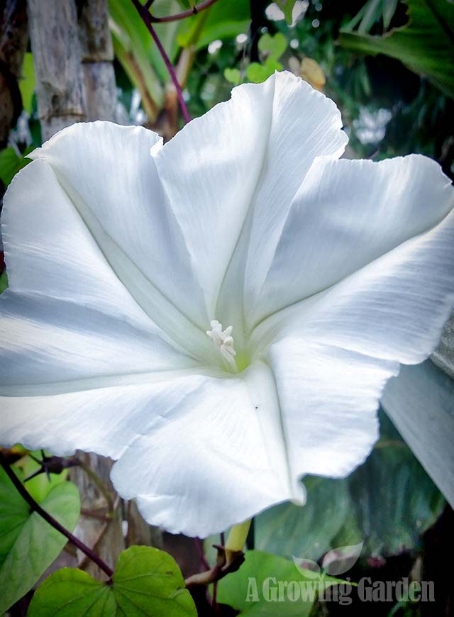 Moon Flower