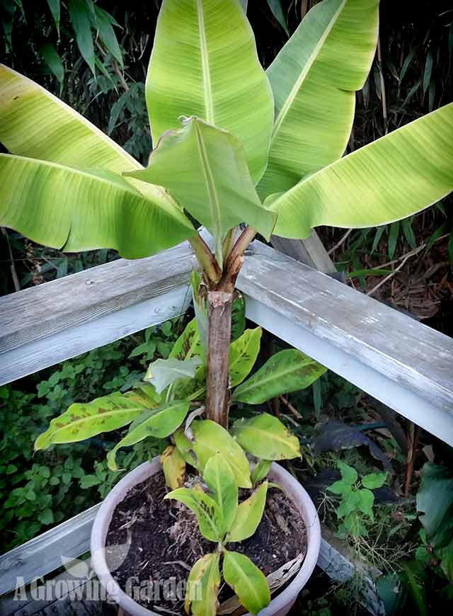 Musa Gran Nain Chiquita Banana Tree