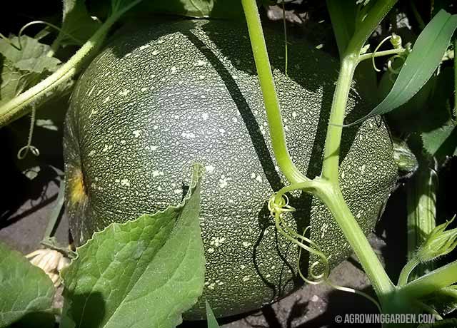 Mystery Squash Growing in My Garden